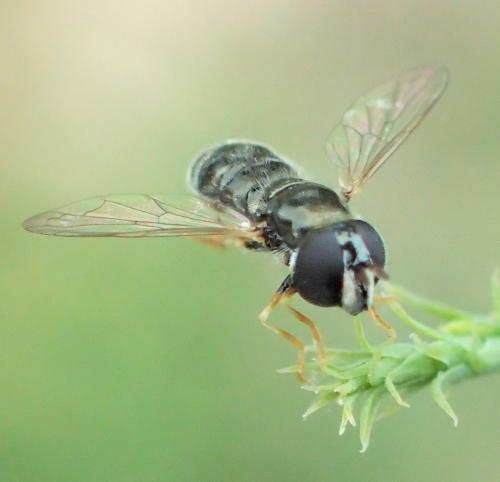 Réf. 324 985 : Paragus sp.